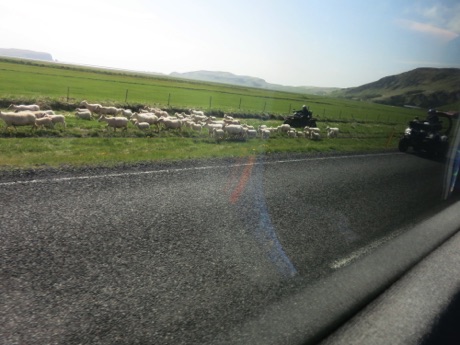 herding sheep the modern way